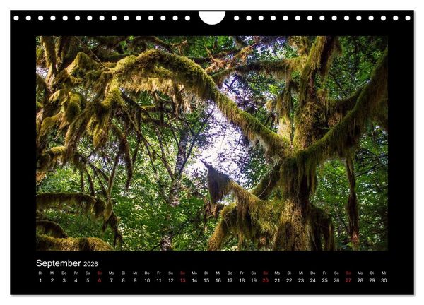 Produktbild: W&auml;lder, fotografiert auf vier Kontinenten (Wandkalender 2026 DIN A4 quer), CALVENDO Monatskalender