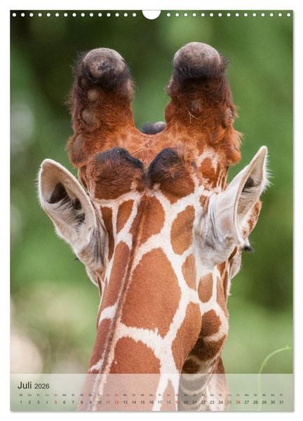 Produktbild: Emotionale Momente: Giraffen, die h&ouml;chsten Tiere der Welt. (Wandkalender 2026 DIN A3 hoch), CALVENDO Monatskalender