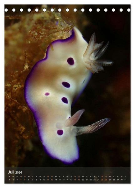 Produktbild: Nudibranches Meeresnacktschnecken aus Nord-Sulawesi (Tischkalender 2026 DIN A5 hoch), CALVENDO Monatskalender