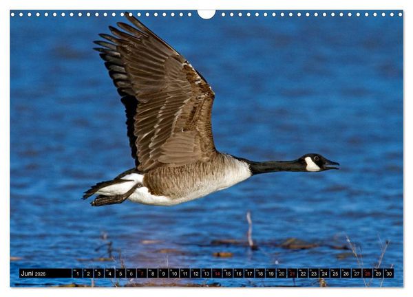 Produktbild: KANADA-GANS - Der 'hupende' Vogel (Wandkalender 2026 DIN A3 quer), CALVENDO Monatskalender