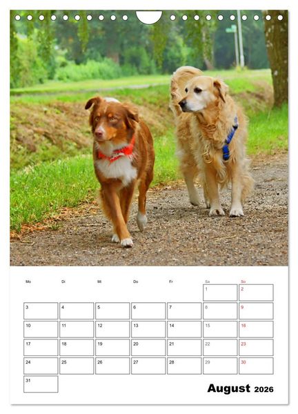 Produktbild: Hunde Freunde (Wandkalender 2026 DIN A4 hoch), CALVENDO Monatskalender