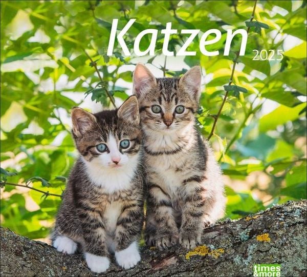 Katzen Bildkalender 2025