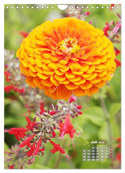 Produktbild: Zinnien im Garten (Wandkalender 2026 DIN A4 hoch), CALVENDO Monatskalender