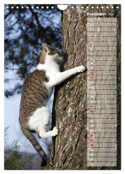 Produktbild: Hauskatzen (Wandkalender 2026 DIN A4 hoch), CALVENDO Monatskalender