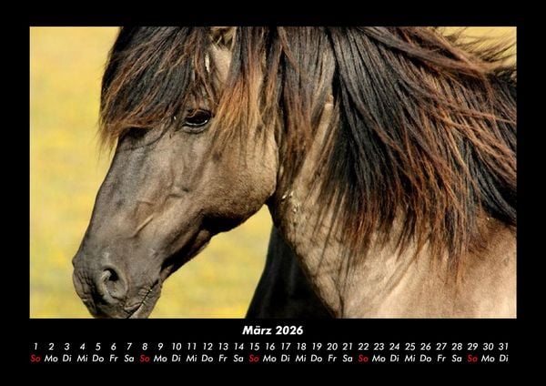 Produktbild: Pferde Kalender 2026 Fotokalender DIN A3