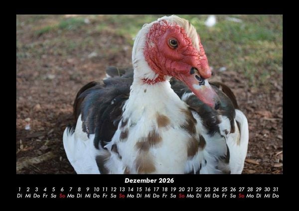 Produktbild: Welt der V&ouml;gel 2026 Fotokalender DIN A3