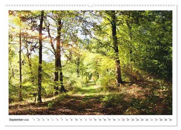 Produktbild: Mein Sehnsuchtsort, der heimische Wald (Wandkalender 2026 DIN A2 quer), CALVENDO Monatskalender
