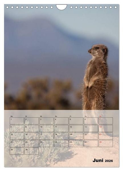 Produktbild: Erdm&auml;nnchen - Afrikas liebenswerte Zwerge (Wandkalender 2026 DIN A4 hoch), CALVENDO Monatskalender