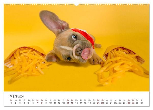 Produktbild: Die Bulldogge Henry (Wandkalender 2026 DIN A2 quer), CALVENDO Monatskalender