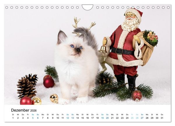 Produktbild: Heilige Birma Kitten - ein Traum auf wei&szlig;en Pf&ouml;tchen (Wandkalender 2026 DIN A4 quer), CALVENDO Monatskalender