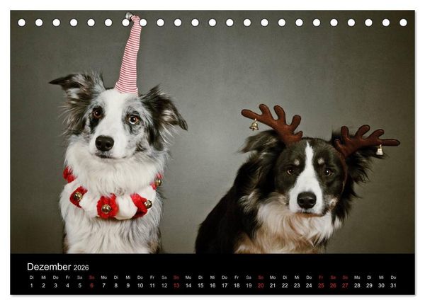 Produktbild: Der Bordercollie-Kalender (Tischkalender 2026 DIN A5 quer), CALVENDO Monatskalender