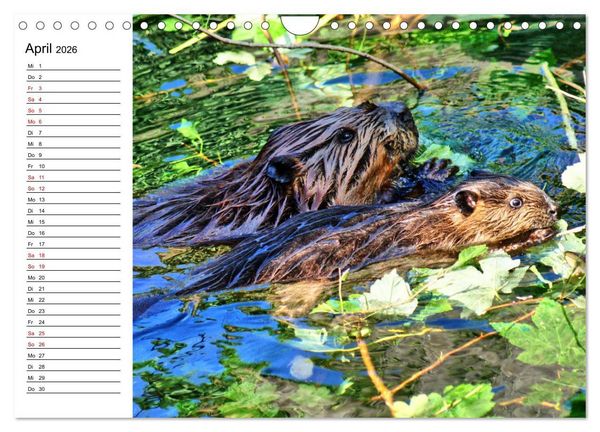 Produktbild: Das Familienleben der Biber (Wandkalender 2026 DIN A4 quer), CALVENDO Monatskalender