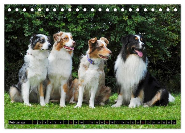 Produktbild: Bekannt wie ein bunter Hund. Australian Shepherd (Tischkalender 2026 DIN A5 quer), CALVENDO Monatskalender