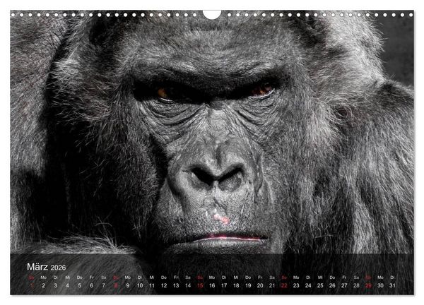 Produktbild: Gorillas. Friedliebende Kraftpakete (Wandkalender 2026 DIN A3 quer), CALVENDO Monatskalender
