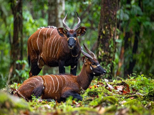 Produktbild: CALVENDO Puzzle Bongo Antilopen in der Wildnis | 1000 Teile Lege-Gr&ouml;&szlig;e 64x48cm Foto-Puzzle f&uuml;r gl&uuml;ckliche Stunden