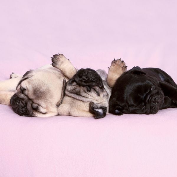 Produktbild: M&ouml;pse / Puglets 2027
