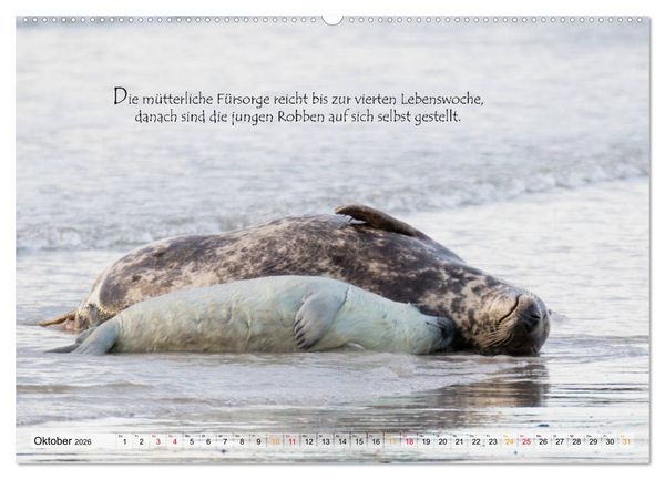 Produktbild: Kegelrobben auf der Insel D&uuml;ne (Wandkalender 2026 DIN A2 quer), CALVENDO Monatskalender