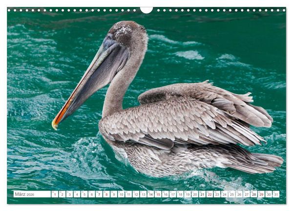 Produktbild: Galapagos. Verzauberte Inseln (Wandkalender 2026 DIN A3 quer), CALVENDO Monatskalender