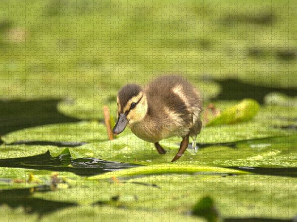 Produktbild: CALVENDO Puzzle S&uuml;&szlig;e Ente | 1000 Teile Lege-Gr&ouml;&szlig;e 64x48cm Foto-Puzzle f&uuml;r gl&uuml;ckliche Stunden