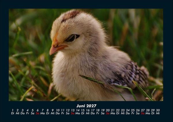 Produktbild: Welt der V&ouml;gel 2027 Fotokalender DIN A4