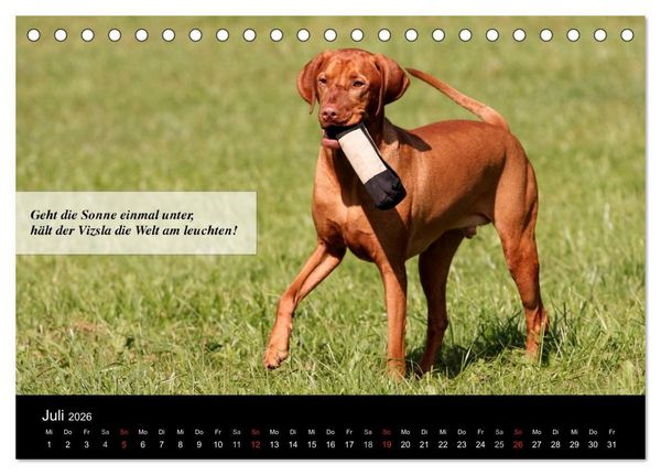 Produktbild: Magyar Vizsla - Zauberhafte Kobolde (Tischkalender 2026 DIN A5 quer), CALVENDO Monatskalender