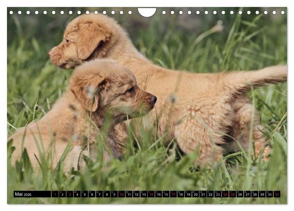Produktbild: Nova Scotia Duck Tolling Retriever (Wandkalender 2026 DIN A4 quer), CALVENDO Monatskalender