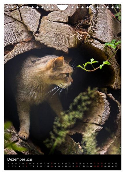 Produktbild: Wildkatzen - scheue J&auml;ger (Wandkalender 2026 DIN A4 hoch), CALVENDO Monatskalender