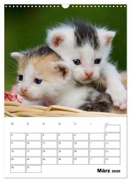Produktbild: Katzenkinder - Impressionen (Wandkalender 2026 DIN A3 hoch), CALVENDO Monatskalender
