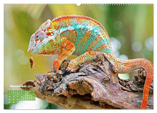 Produktbild: Cham&auml;leon: Die farbenfrohe Welt der Reptilien (Wandkalender 2027 DIN A2 quer), CALVENDO Monatskalender