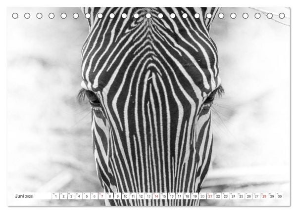 Produktbild: Emotionale Momente: Zebras - black & white. (Tischkalender 2026 DIN A5 quer), CALVENDO Monatskalender