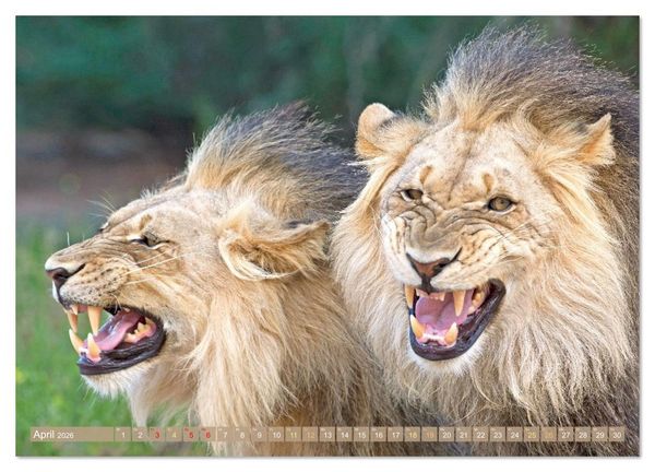 Produktbild: Raubkatzen: Geschmeidige J&auml;ger (hochwertiger Premium Wandkalender 2026 DIN A2 quer), Kunstdruck in Hochglanz