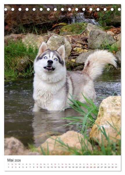 Produktbild: Faszination Husky (Tischkalender 2026 DIN A5 hoch), CALVENDO Monatskalender
