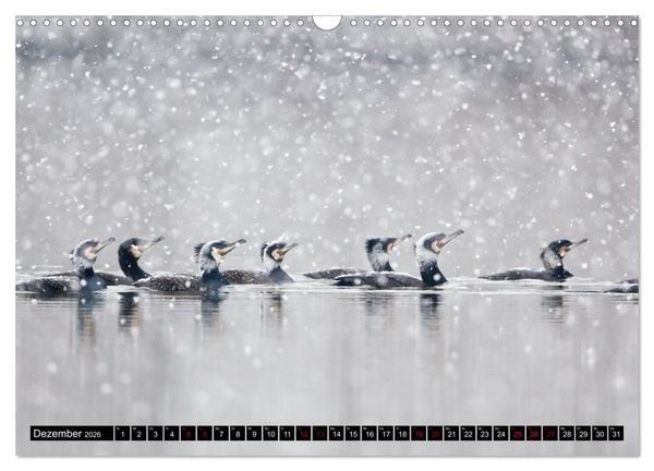 Produktbild: Der Kormoran - Ein intelligenter Fischj&auml;ger (Wandkalender 2026 DIN A3 quer), CALVENDO Monatskalender