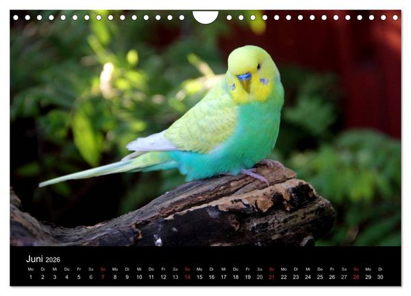 Produktbild: Wellensittiche - Naturkalender (Wandkalender 2026 DIN A4 quer), CALVENDO Monatskalender