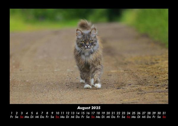 Produktbild: F&uuml;r Katzenfreunde 2025 Fotokalender DIN A3