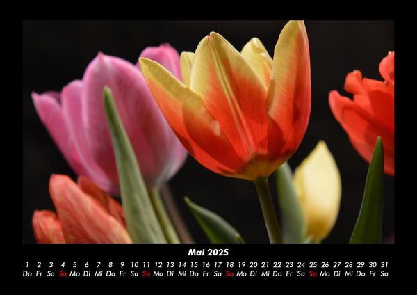 Produktbild: Blumenzauber 2025 Fotokalender DIN A3