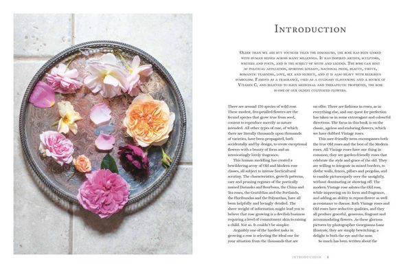 Produktbild: Roses