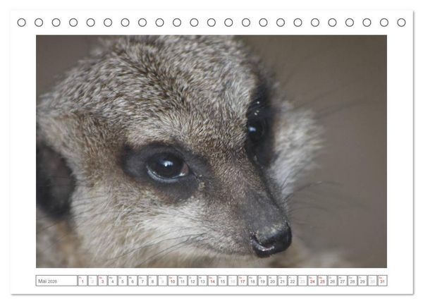 Produktbild: Tiere im Zoo (Tischkalender 2026 DIN A5 quer), CALVENDO Monatskalender