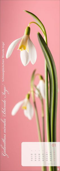 Produktbild: Magic Flowers Vertical Kalender 2027