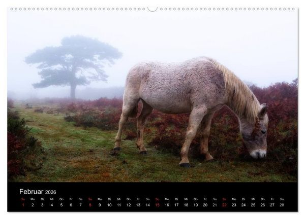 Produktbild: New Forest - England (Wandkalender 2026 DIN A2 quer), CALVENDO Monatskalender