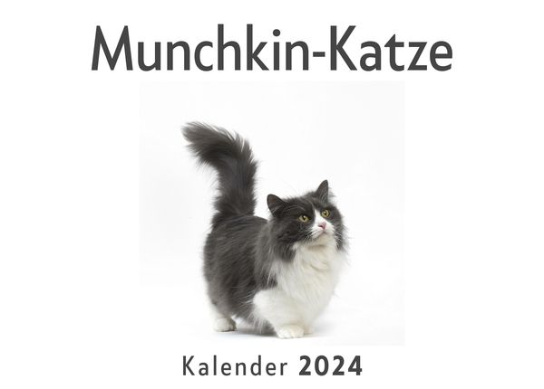 Produktbild: Munchkin-Katze (Wandkalender 2024, Kalender DIN A4 quer, Monatskalender im Querformat mit Kalendarium, Das perfekte Geschenk)