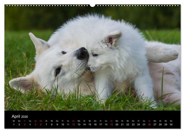 Produktbild: Wei&szlig;er Schweizer Sch&auml;ferhund - Ein Tag im Leben einer Hundefamilie (Wandkalender 2026 DIN A2 quer), CALVENDO Monatskalender