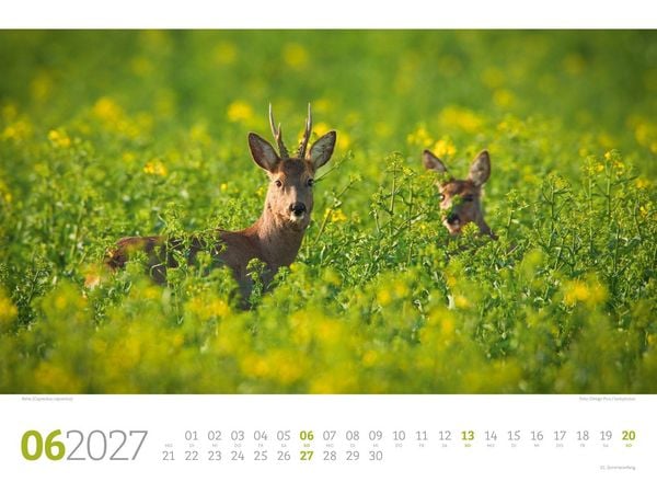 Produktbild: Tierwelt Wald Kalender 2027