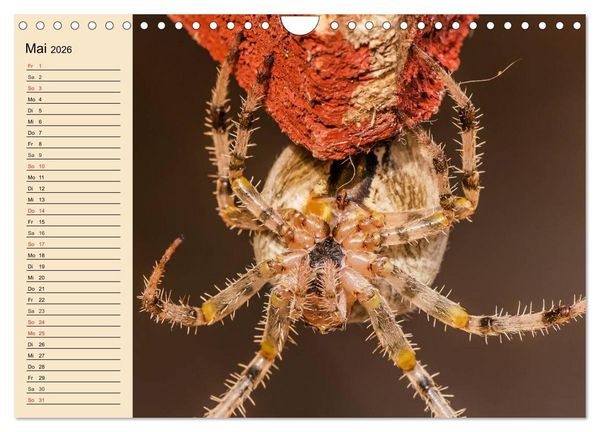 Produktbild: Faszination Spinnen (Wandkalender 2026 DIN A4 quer), CALVENDO Monatskalender