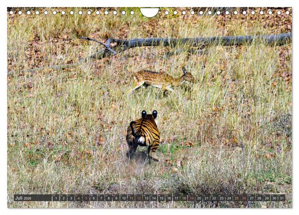 Produktbild: Tiere Indiens close up (Wandkalender 2026 DIN A4 quer), CALVENDO Monatskalender