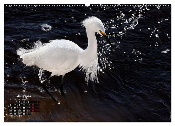 Produktbild: Floridas wunderbare Vogelwelt (hochwertiger Premium Wandkalender 2026 DIN A2 quer), Kunstdruck in Hochglanz