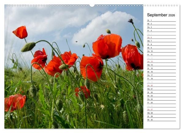 Produktbild: Ein Traum von Mohn (Wandkalender 2026 DIN A2 quer), CALVENDO Monatskalender