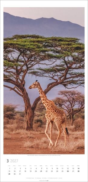 Produktbild: Giraffen Kalender 2027