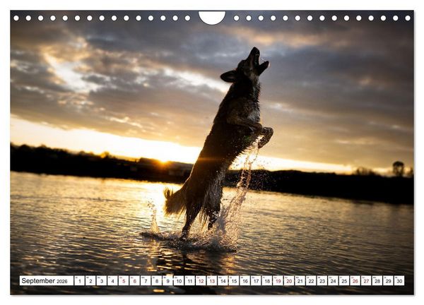 Produktbild: Ein Hundejahr in Bildern (Wandkalender 2026 DIN A4 quer), CALVENDO Monatskalender