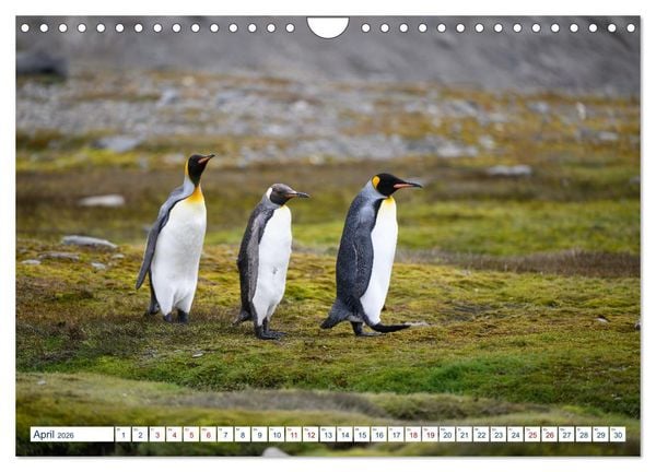Produktbild: S&uuml;dgeorgien - Abgelegenes Naturparadies (Wandkalender 2026 DIN A4 quer), CALVENDO Monatskalender